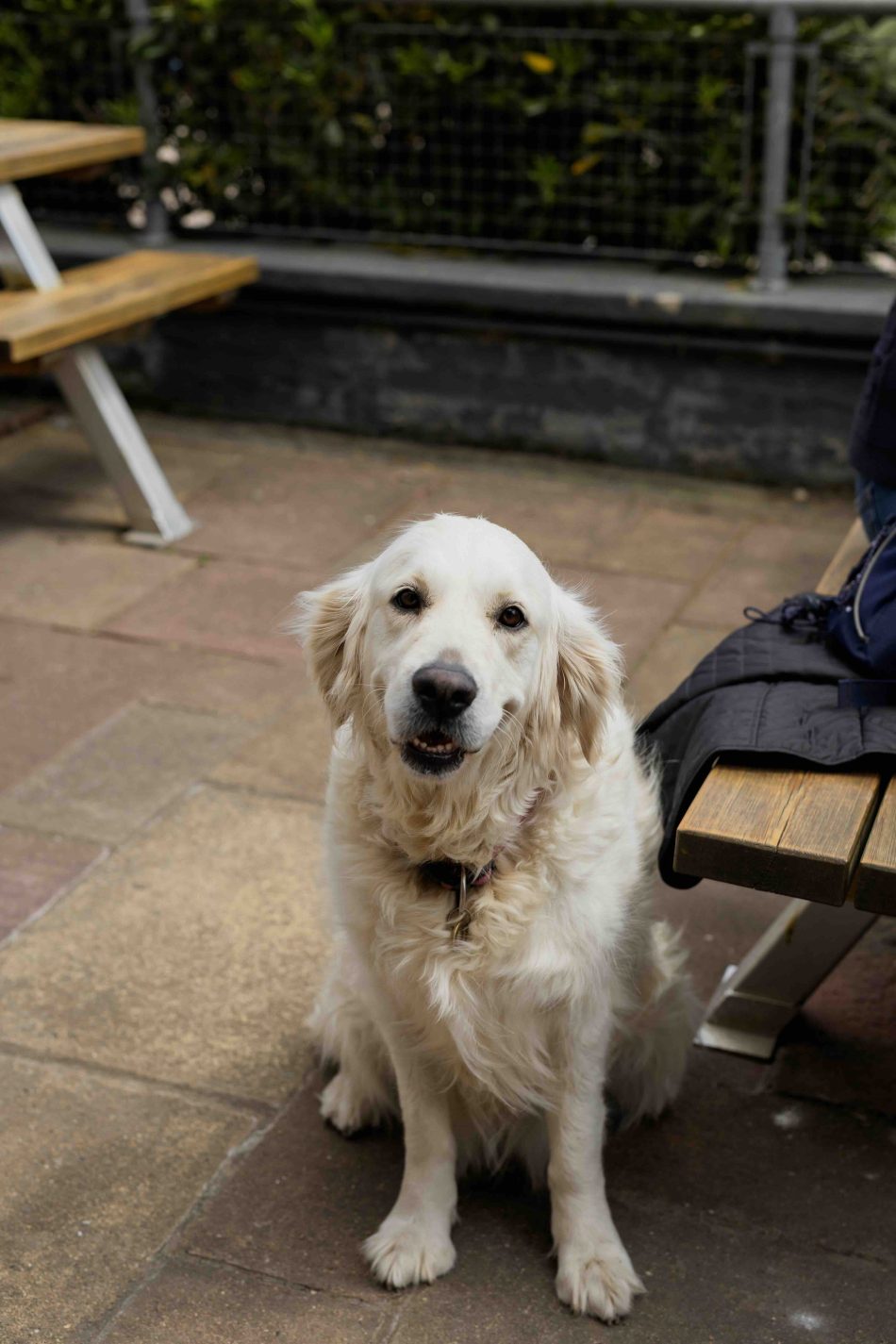 Dog
